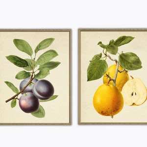 Obst Print Set, Botanische Drucke, Vintage Botanische Kunst, Pflaume Birne, Giclee, Kunst, Küchenkunst