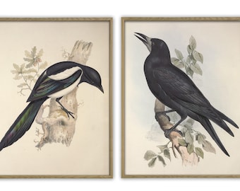 Magpie and Rook Bird Painting Print Bird Vintage Illustration Bird Wall Art Poster Ornithology Print Home Decor SET OF 2