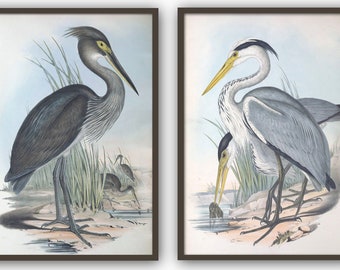 Birds Print Set of 2, Crane and Heron Print, Large Wall Art Decor, Australian Bird Illustration