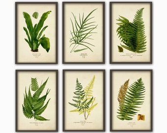 Antique Fern Print Set of 6, Home Decor, Botanical Illustration, Forest Green Plant Art Print, Green Plant Decor