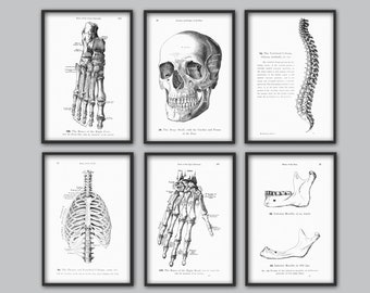 Human Skeleton Bones Print Set of 6 - Human Skull Wall Art - Anatomy Print - Medical Science Poster - Medical Student