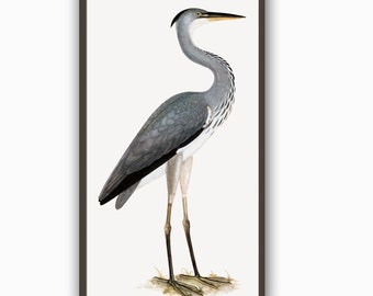 Grey Heron Print, Vintage Bird Illustration, Large Wall Decor