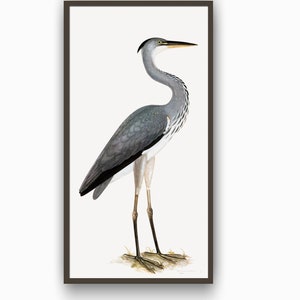 Heron Print, Bird Decor, Large Wall Art Decor, Bird Antique Illustration, Ornithology Poster