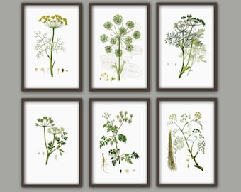 Set botanische illustraties en kunstprints, groene plant, vintage stijl (ongelijst)