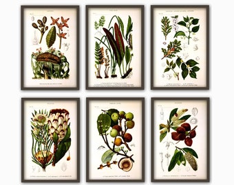 Botanische muurkunst print set van 6, woondecoratie, botanische illustratie, plantengalerij, plantenposter, plantendecor