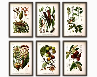 Antique Plant Wall Art Print Set of 6, Home Decor, Botanical Illustration, Plant Gallery, Plant Poster, Plant Decor