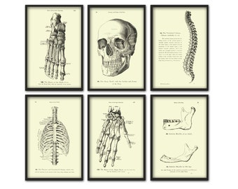 Zestaw grafik anatomicznych w stylu vintage – sztuka ścienna ze szkieletem medycznym (zestaw 6 sztuk)