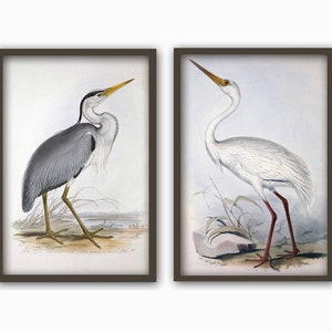 May include: Two framed illustrations of birds. The left image features a grey heron with a yellow beak standing on a brown surface. The right image features a white crane with a long, yellow beak and red legs standing on a brown surface.