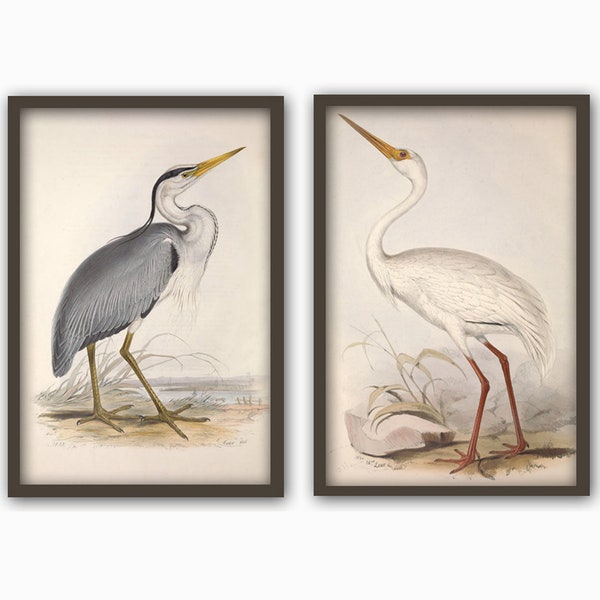 Set of 2 Birds Prints, Antique Bird Illustration, Ornithology Poster, Grey Heron, White Heron, Antique Birds Print, Bird Decor
