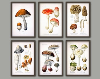 Mushroom Print Set of 6, Botanical Wall Art, Mushroom Kitchen Print, Kitchen Decor, Forest Plants, Mushroom Art, Red Orange Brown