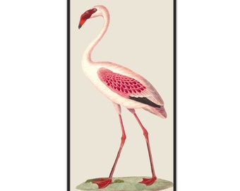 Flamingo Print Bird Decor Large Scale Print Vintage Illustration Pink