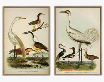 Conjunto de estampas de pássaros, garça, guindaste, impressão de ilustração de pássaros antigos, decoração de parede, Art-778