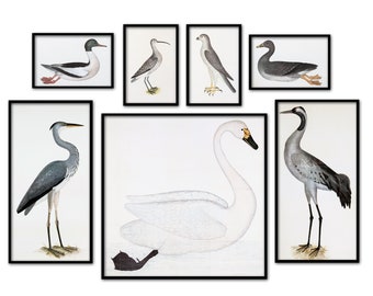 Bird Print Set , Gallery Wall, Home Wall Decor, Swan Herons Ducks Print