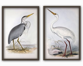 Peut inclure: Deux illustrations encadrées d'oiseaux. L'image de gauche représente un héron gris avec un bec jaune debout sur une surface brune. L'image de droite représente une grue blanche avec un long bec jaune et des pattes rouges debout sur une surface brune.