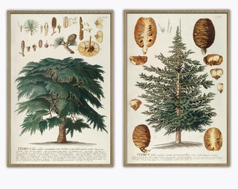 Trees Print Set of 2, Antique Botanical Illustration Wall Decor, Cedar Tree Print