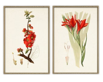 Garden Flowers Art Print Set of 2, Botanical Illustration Print, Wall Art Decor, Vintage Illustration Print