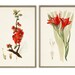 Garden Flowers Art Print Set of 2, Botanical Illustration Print, Wall ...