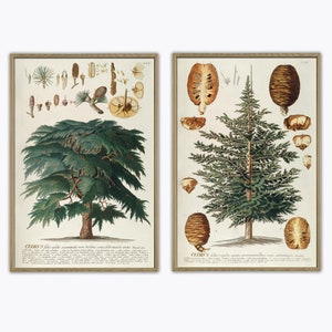 Trees Print Set of 2, Antique Botanical Illustration Wall Decor, Cedar Tree Print