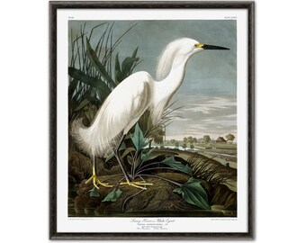 Large Bird Print, Wall Art Decor, Vintage Illustration by Audubon, Snowy Heron or White Egret