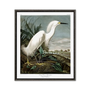 Large Bird Print, Wall Art Decor, Vintage Illustration by Audubon, Snowy Heron or White Egret