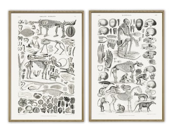 Antique Skeleton Print, Paleontology Anatomy, Science Education Poster