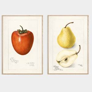 Fruit Print Set, Kitchen Botanical Prints, Vintage Botanical Art, Pear Persimmon, Giclee, Art, Kitchen Art