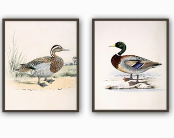 Duck Bird Print Set of 2, Antique Bird Illustration Print, Bird Wall Art Decor, Bird Poster