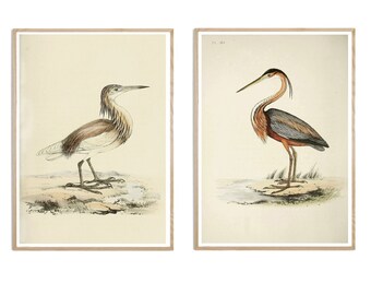 Bird Print, Bird Wall Art Print Set of 2, Antique Bird Decor, Antique Bird Illustration, Ornithology Poster, Bird Print, Bird Decor Set of 2