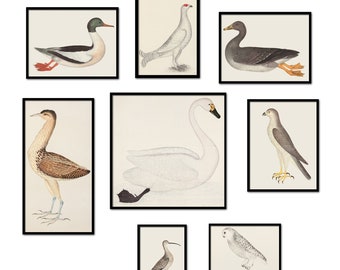 Birds Print Set, Living Room Wall Decor, Bird Collage Sketch Print Set of 8 Swan Duck Own