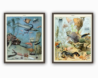 Fish Print Set, Sea Life, Marine Biology Print, Sea Animals, Shellfish, Molluscs Print Set Of 2