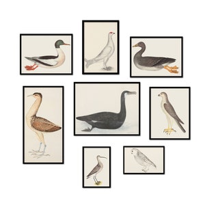 Wild Birds Print Home Gallery Wall Art Decor Large Size Print Set of 8 - No-4