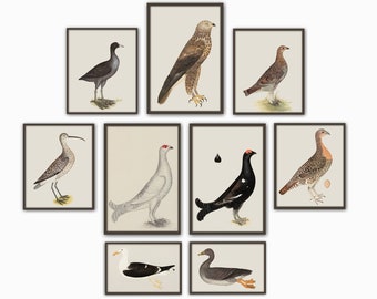 Birds Print Set of 9, Bird Wall Art Decor, Birds Illustration, Ornithology Poster, Antique Birds Print, Bird Decor