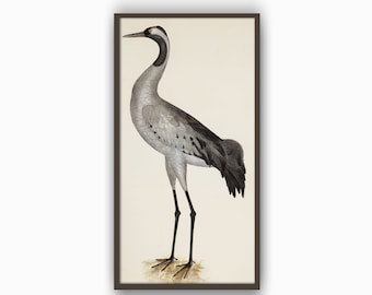 Heron Print, Large Bird Wall Art Decor, Antique Bird Illustration, Bird Picture, Grey