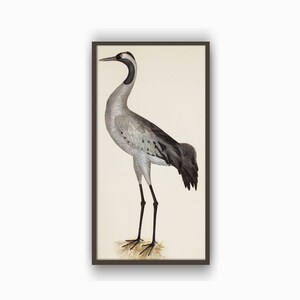 Heron Print, Large Bird Wall Art Decor, Antique Bird Illustration, Bird Picture, Grey
