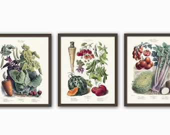 Rare Botanical Posters Set of 3 Botanical Prints Botanical Kitchen Decor Botanical Art Kitchen Art Plant Posters Eco Art
