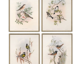 Bird Print Set of 4, Wall Decor, Large Wall Art, Vintage Illustration Print