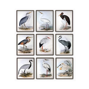 Birds Art Print Set of 9, Wall Art Decor, Bird Antique Illustration, 16x20 24x36