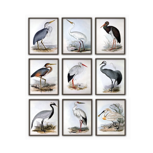 Birds Art Print Set of 9, Wall Art Decor, Bird Antique Illustration, 16x20 24x36