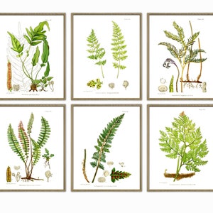 Fern Print Set Wall Art Print, Botanical Home Decor, Fern Print, Forest Plant Illustration, Plant Gallery Print, Fern Poster, Fern Art