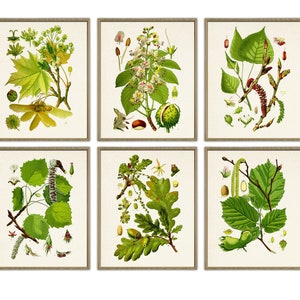Puede incluir: Seis ilustraciones botánicas de diferentes árboles, cada una enmarcada en un marco marrón claro. Las ilustraciones son de estilo vintage y presentan dibujos detallados de las hojas, flores y frutos de cada árbol. Los árboles son: arce, castaño de indias, abedul, álamo, roble y avellano.