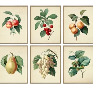 Fruit Print Set, Botanical Fruit Print, Gallery Wall Art, Giclee Prints, Botanical Prints, Kitchen Art, Collage, Large Wall Decor