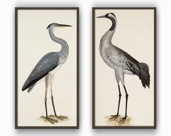 Set of 2 Big Birds Print Vintage Bird Illustration Bird Poster Home Large Wall Decor