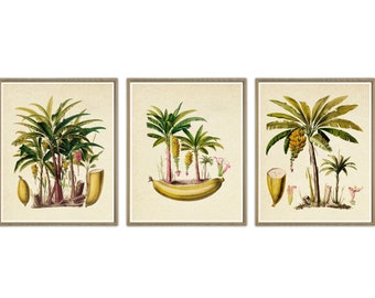 Palm Tree Print Set of 3, Palm Leaf, Palm Tree Wall Art Decor, Botanical Illustration, Vintage Palm Art, Antique Plant Print, Green Yellow