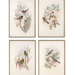 French Decor, Bird Print Set of 4, Large Wall Art, Vintage Illustration Print