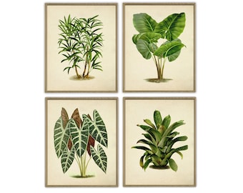 Rare Botanical Posters Set of 4 Botanical Prints Botanical Kitchen Decor Botanical Art Kitchen Art Plant Posters Eco Art