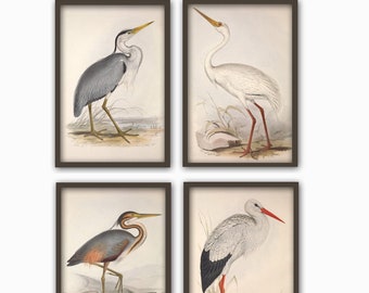 May include: Set of four vintage illustrations of different types of birds, including a grey heron, a white heron, a purple heron, and a white stork. The illustrations are in a realistic style and feature detailed depictions of the birds' feathers and beaks.