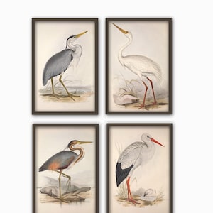Birds Wall Art Print Set of 4,  Antique Bird Illustration, Ornithology Poster, Antique Birds Print, Bird Decor