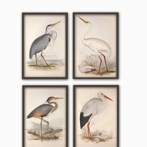 Juego de 4 impresiones de arte mural de pájaros, ilustración de pájaros antiguos, póster de ornitología, impresión de pájaros antiguos, decoración de pájaros
