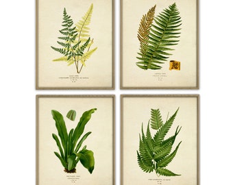 Plant Wall Art Print Set of 4, Botanical Illustration Home Decor Print, Fern Poster, Fern Decor, Antique Book Plate Print, Forest Plant Art