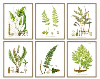 Impresión de helechos, impresión de arte de pared, decoración botánica del hogar, impresión de helechos, ilustración de plantas forestales, impresión de galería de plantas, cartel de helechos, arte de helechos